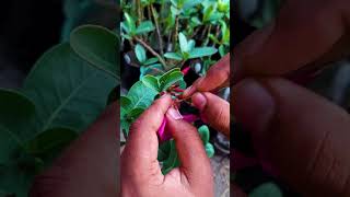 Adenium Plant Polination Jarif gardening [upl. by Fancie274]