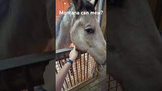 Can horses do this Pt 2horse subscribe cute mewing [upl. by Mellette80]