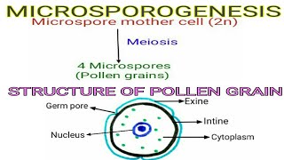 Microsporogenesis and Structure of Pollen grain  Reproduction in Lower amp Higher plants Part3 [upl. by Regnig]