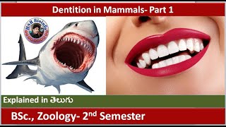 Dentition in mammals part1  Dental formula  Structure of Teeth  HSR Bioinfo [upl. by Xonk]