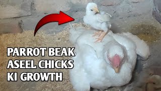 Parrot Beak Aseel Ke Chicks Ki Growth Dekhiye Dosto [upl. by Selry509]