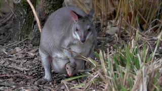 Dusky Pademelon Peeks Out Of The Pouch At Chester Zoo [upl. by Nnayr796]