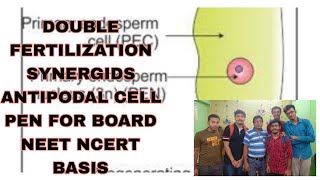 DOUBLE FERTILIZATION SYNERGIDS ANTIPODAL CELL PEN FOR BOARD NEETAB ALL IS WELL [upl. by Lasala]