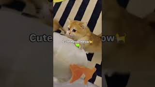 cat cutespets cuteanimal funny pets cutecat cute foryou [upl. by Tekcirc960]