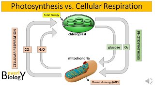 Photosynthesis vs Cellular Respiration [upl. by Lerat297]