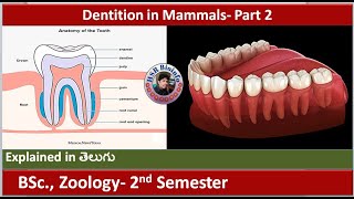 Dentition in mammals  Part 2  Dental Formula  Structure of Teeth  HSR Bioinfo [upl. by Ariait]