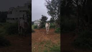 KANGAYAM KALAI trending shorts kangayambull indian kangayam cow cowvideos [upl. by Mita]