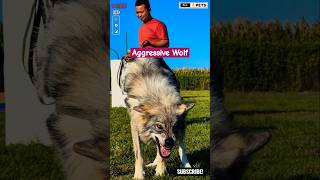 Huge and Aggressive Dog Breed  Wolf Hybrid shorts ytshorts viralshorts wolf [upl. by Airam]