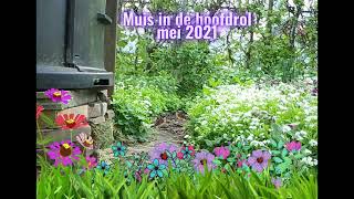 Muis in de hoofdrol mei 2021 [upl. by Noryd]