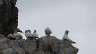 Irelands Eye gannet colony [upl. by Eart]