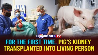 FOR THE FIRST TIME PIGS KIDNEY TRANSPLANTED INTO LIVING PERSON [upl. by Niltak]