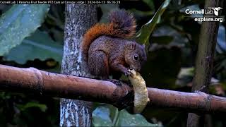 Redtailed squirrel devours a banana [upl. by Downe]