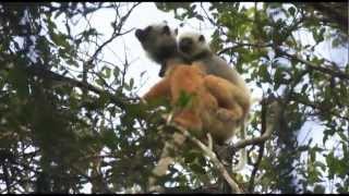 Madagascar  Sifakas and Indris [upl. by Etteuqram]