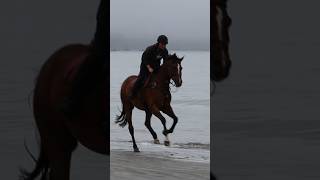 Exhilarating Beach Gallop Feeling the Wind and Waves [upl. by Amhsirak]