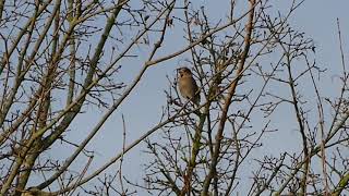 Hawfinch Delapre Abbey 27 11 17 [upl. by Zelma]