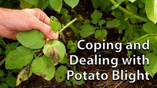 How to Save your Potato Crop if you get Blight [upl. by Pisano]