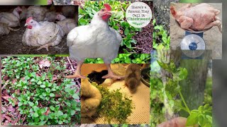 HOW TO FEED CHICKWEED TO YOUR BROILERS FOR WEIGHT GAIN AND LAYERS FOR BETTER EGG PRODUCTION [upl. by Senzer]