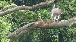 灰头鱼雕 Greyheaded Fish EagleSungei Ulu PandanUlu Pandan Park Connector23july2024 Singapore 906am [upl. by Aihtak]