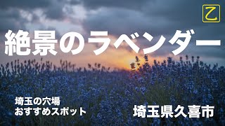 【埼玉県久喜市】絶景のラベンダー堤が【ゆるっとNIKKOR】 [upl. by Janie]