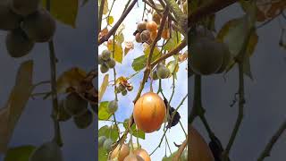 Tree tomato at Kanjang Village  Nagaland [upl. by Kahlil483]