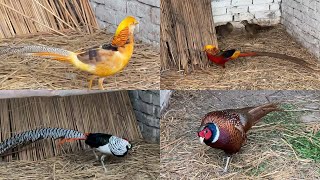 Pheasant Breeds on Farm  New Pheasant Breeding pairs on Farm House  M Birds [upl. by Collyer]