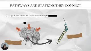 The HypothalamicPituitaryAdrenal Axis  Molecular Electrophysiology II [upl. by Mariam]