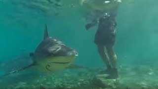 Swimming with Bull Sharks  CAUTION  Smart Sharks  BBC Earth [upl. by Worrell]