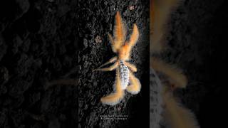 The fluffy camel spider Paragaleodes cf sericeus an absolutely gorgeous Solifugae camelspider [upl. by Jacquette927]