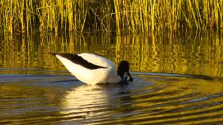 Rednecked Avocet Recurvirostra novaehollandiae  Rotkopfsäbelschnäbler 2 [upl. by Nigel262]