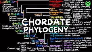 Chordate Phylogeny  Evolution amp Phylogeny 08  Biology  PP Notes  Campbell 8E Ch 43 [upl. by Einnoj]