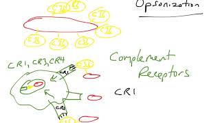 Opsonization via complement proteins [upl. by Kaliski]