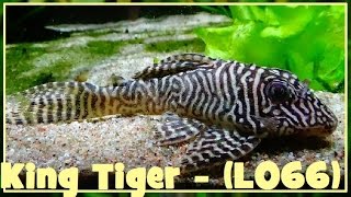 Hypancistrus sp quotKing Tigerquot  L066  1990  Loricariidae  King tiger pleco  012017 [upl. by Nola]