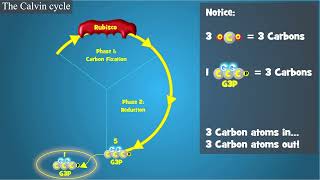 Photosynthesis The Calvin Cycle [upl. by Giza]