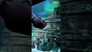 SEA LIFE LEGOLAND MALAYSIA JOHOR BAHRU  ADA AQUARIUM DENGAN FIGURE LEGO DAN SHIPWRECK [upl. by Airamzul]