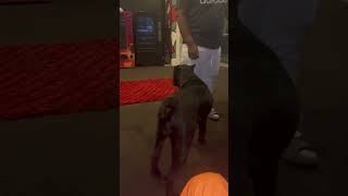 Boosie dog got mood swings just like him 🤣🤣🤣🤣 chaayomac dondada canecorso [upl. by Enedan918]