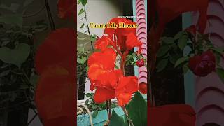 Canna Lily Flower Plant बैजंती Flower ‎GunjaCraftGarden gardening viralvideo tranding shorts [upl. by Notgnilra]