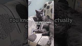 Audio credit IG farbsy catmemes shortstrending shorts30 [upl. by Tatianna]