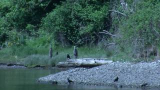 Chambers Creek Lakewood Washington USA [upl. by Pascoe]