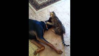 2lb Bengal Vs 85lb Hoytt Doberman v1MOV [upl. by Ayatnohs287]