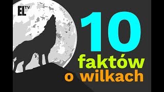 10 faktów o wilkach [upl. by Shulins]