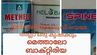 Methelo bacteria ഇതു ഉപയോഗിച്ചാൽ ഏതു കൊടും ചുടിനെയും ഏലചെടി പ്രീതിരോധിച്ചു സൂപ്പർ ആയി വളരും [upl. by Holle]