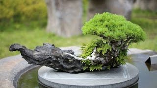 Rock Clinging Bonsai Style Ishizuke [upl. by Samohtnhoj706]