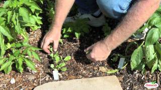 How To Thin Radish Seedlings [upl. by Nagyam574]