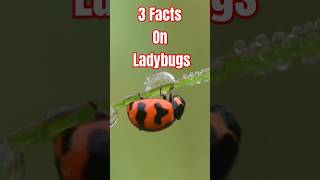 3 Facts on Ladybugs [upl. by Anastasio332]