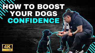 Boosting Confidence In Reactive Dogs Transformative Integration Training Session [upl. by Burt293]