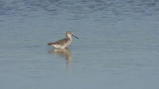 Spotted Redshank Totano moro Tringa erythropus [upl. by Melvena668]