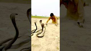 Snake man snake naagjogi cobra snakejogi snakecobras shotsfeed [upl. by Durning211]