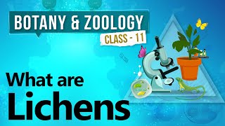 What are Lichens  Diversity in Organisms  Biology Class 11 [upl. by Bohs]