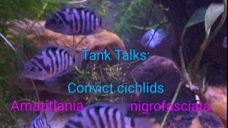 Tank Talks Blue Convict Cichlids Amatitlania nigrofasciata [upl. by Onaled930]