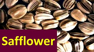 How to produce Safflower Carthamus tinctorius Oilseeds [upl. by Alaunnoif]